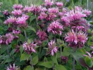 Monarda 'Bee Lieve' Monarda